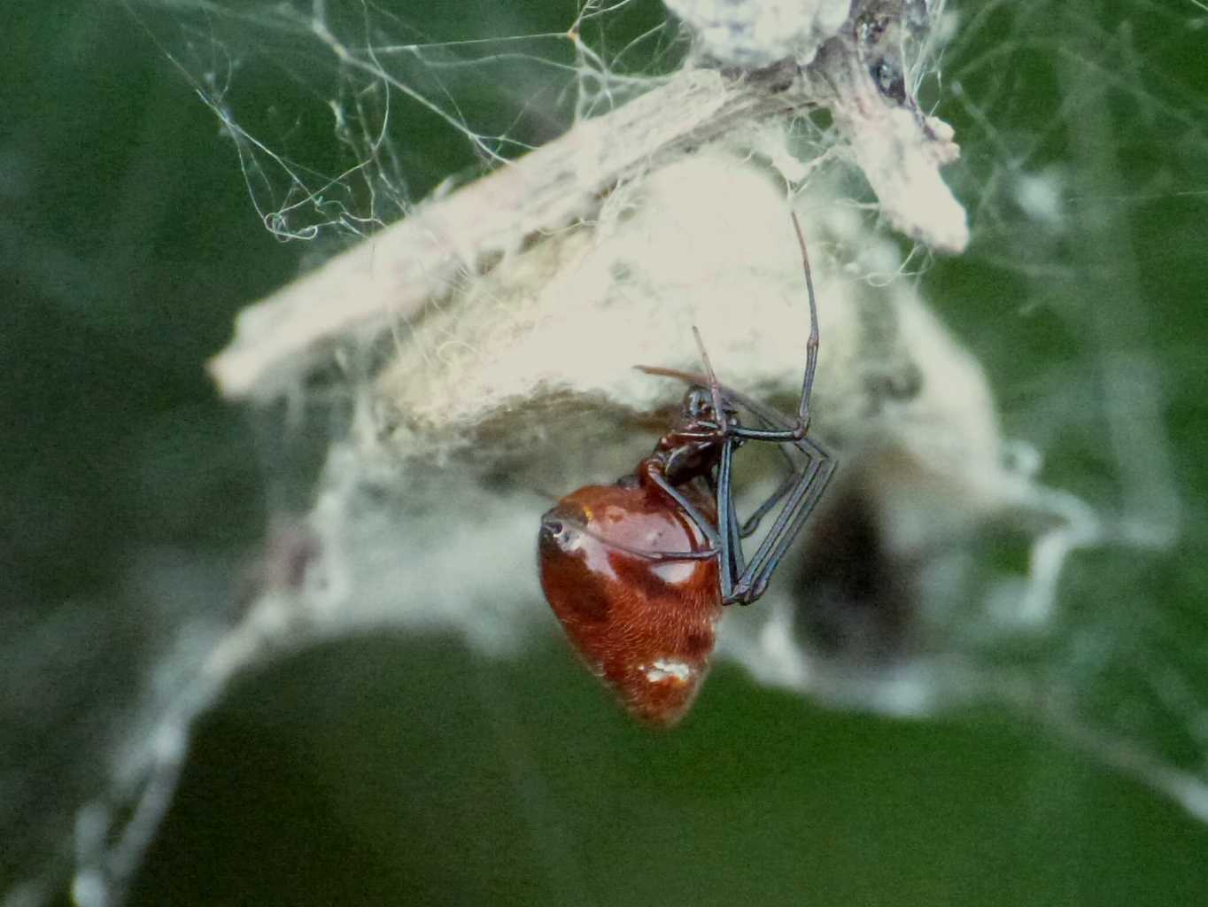 Cyrtophora citricola: fine del ciclo vitale - Ostia (RM)